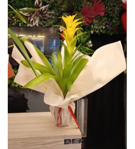 Guzmania Sarı